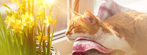 5 ความเชื่อผิดๆ ในการดูแลน้องแมวช่วงอากาศร้อน